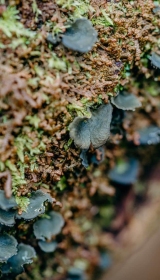 Fungi-at-Boconnoc-22