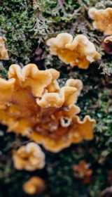 Fungi-at-Boconnoc-26