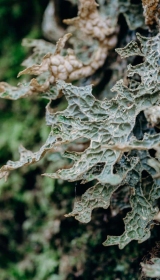 Fungi-at-Boconnoc-30