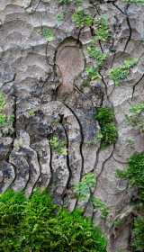 Fungi-at-Boconnoc-34
