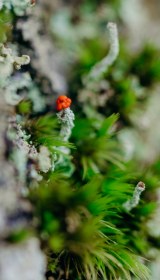 Fungi-at-Boconnoc-64