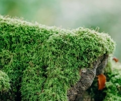 Boconnoc-Ancient-Trees-21