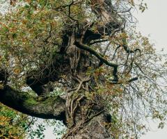 Boconnoc-Ancient-Trees-74