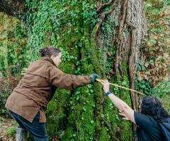 Boconnoc-Ancient-Trees-110