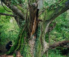 Boconnoc-Ancient-Trees-127