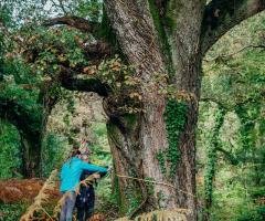 Boconnoc-Ancient-Trees-144