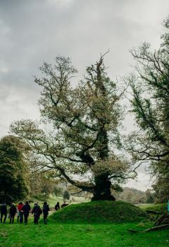 Boconnoc-Ancient-Trees-210