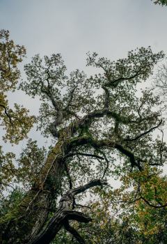 Boconnoc-Ancient-Trees-51