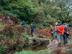 Boconnoc-Ancient-Trees-180