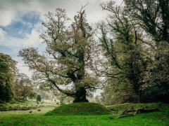 Boconnoc-Ancient-Trees-223