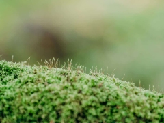 Boconnoc-Ancient-Trees-28