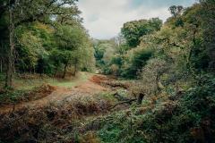 Boconnoc-Ancient-Trees-195