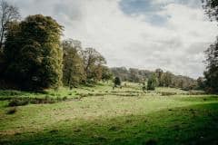 Boconnoc-Ancient-Trees-218