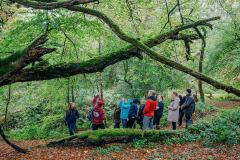 Boconnoc-Ancient-Trees-27