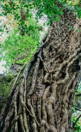 Boconnoc-Ancient-Trees-136