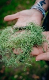 Boconnoc-Ancient-Trees-225