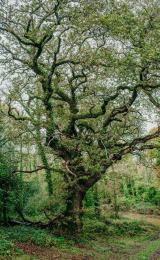 Boconnoc-Ancient-Trees-77