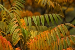 AUTUMN