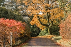 AUTUMN