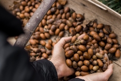 Acorns 