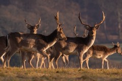 deer
