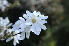 Stellata