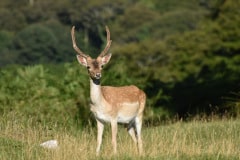 Deer-2