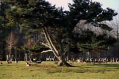 Deer-Park-at-Boconnoc