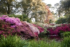 Boconnoc_Shrubbery
