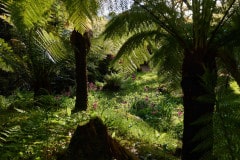 Tropical-plams-by-the-Waterfall-please-credit-Tim-Charles-24