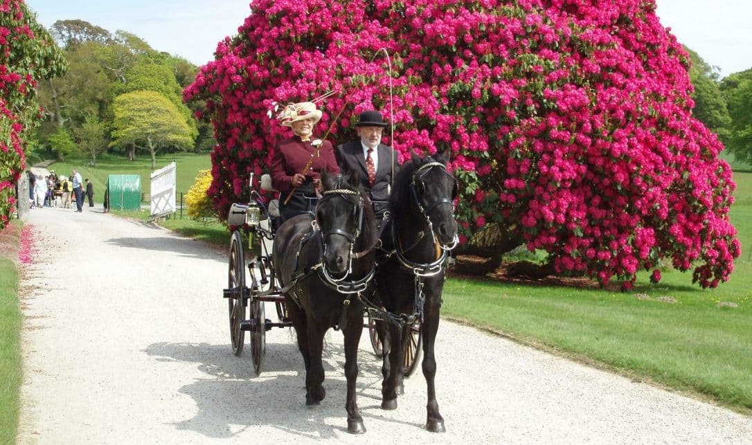 Boconnoc carriage driving