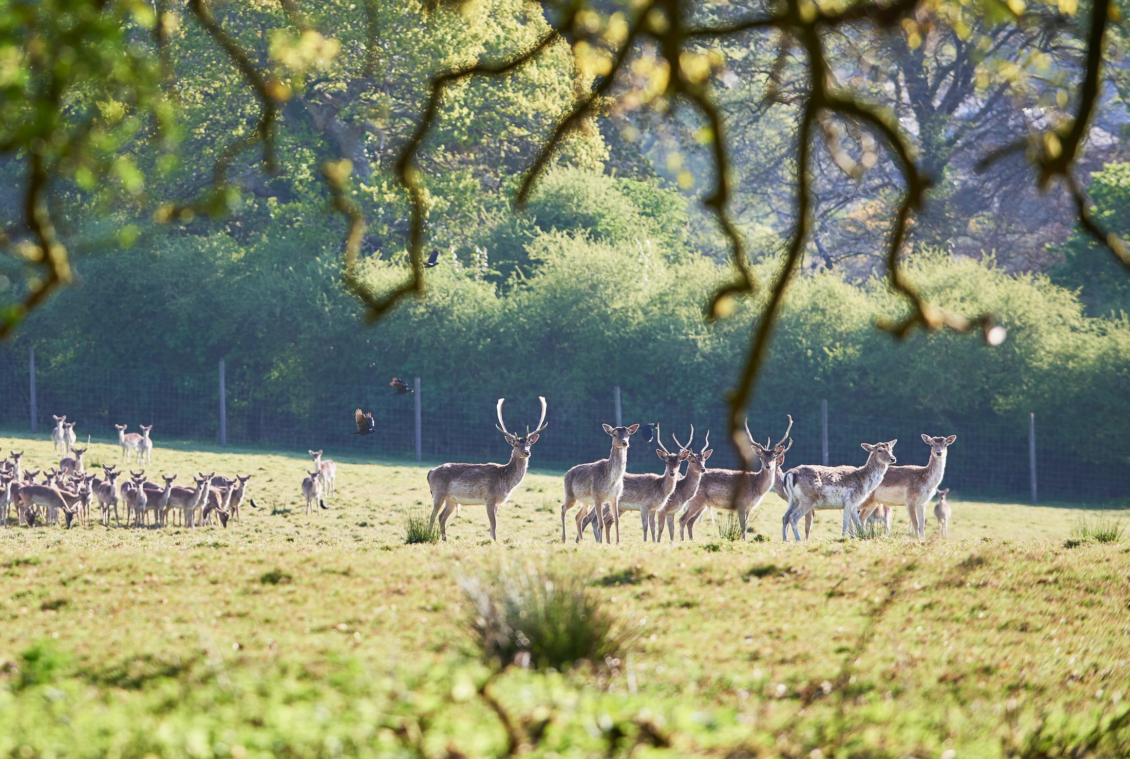 Deer Park at Boconnoc