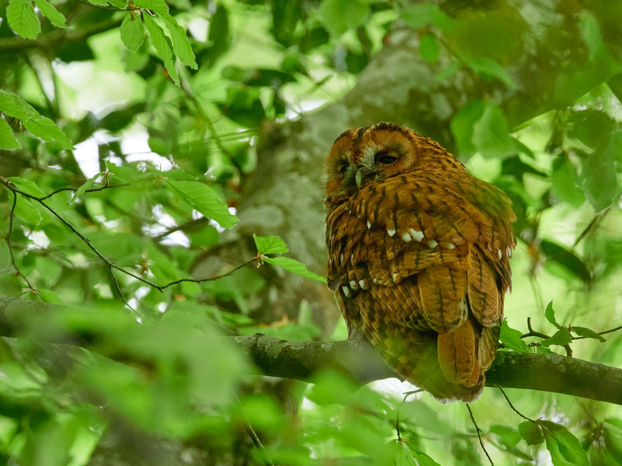 Wildlife in Cornwall